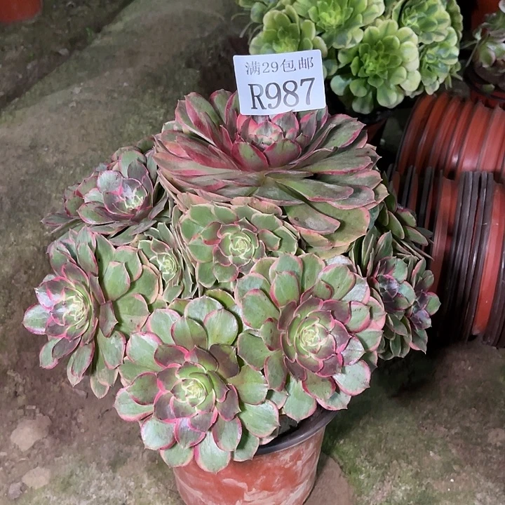 987万花筒多肉植物