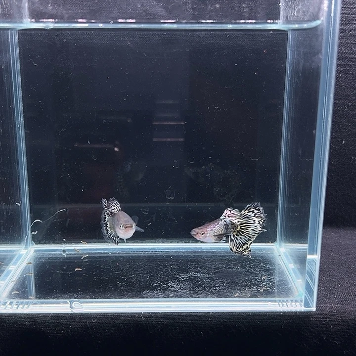 孔雀鱼雪豹半月尾