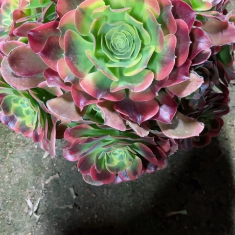 ?****注多肉植物特斯拉锦。