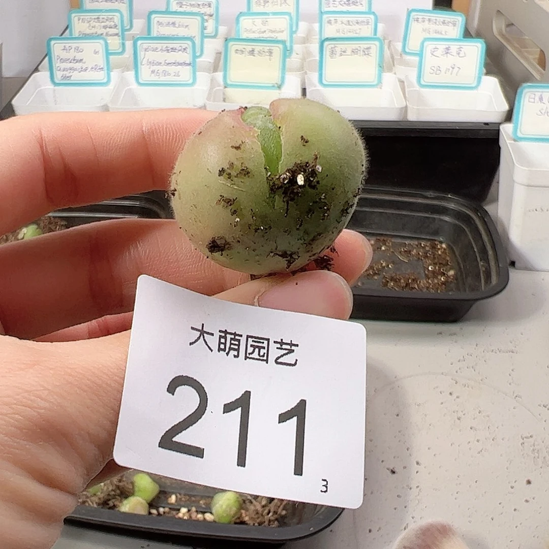 凉****）0000211一物一拍。