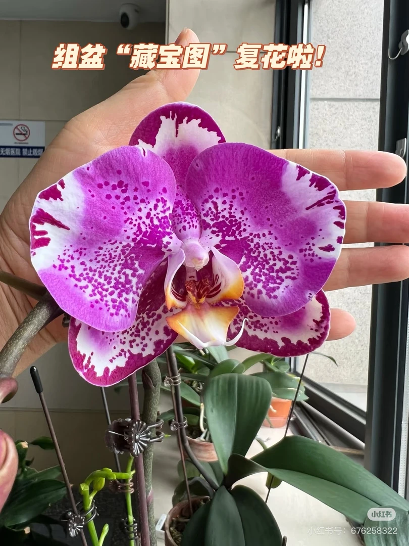 藏宝图大花蝴蝶兰直播间专属链接