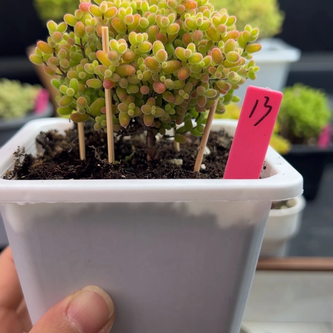 蜜橘糖球13号10cm盆