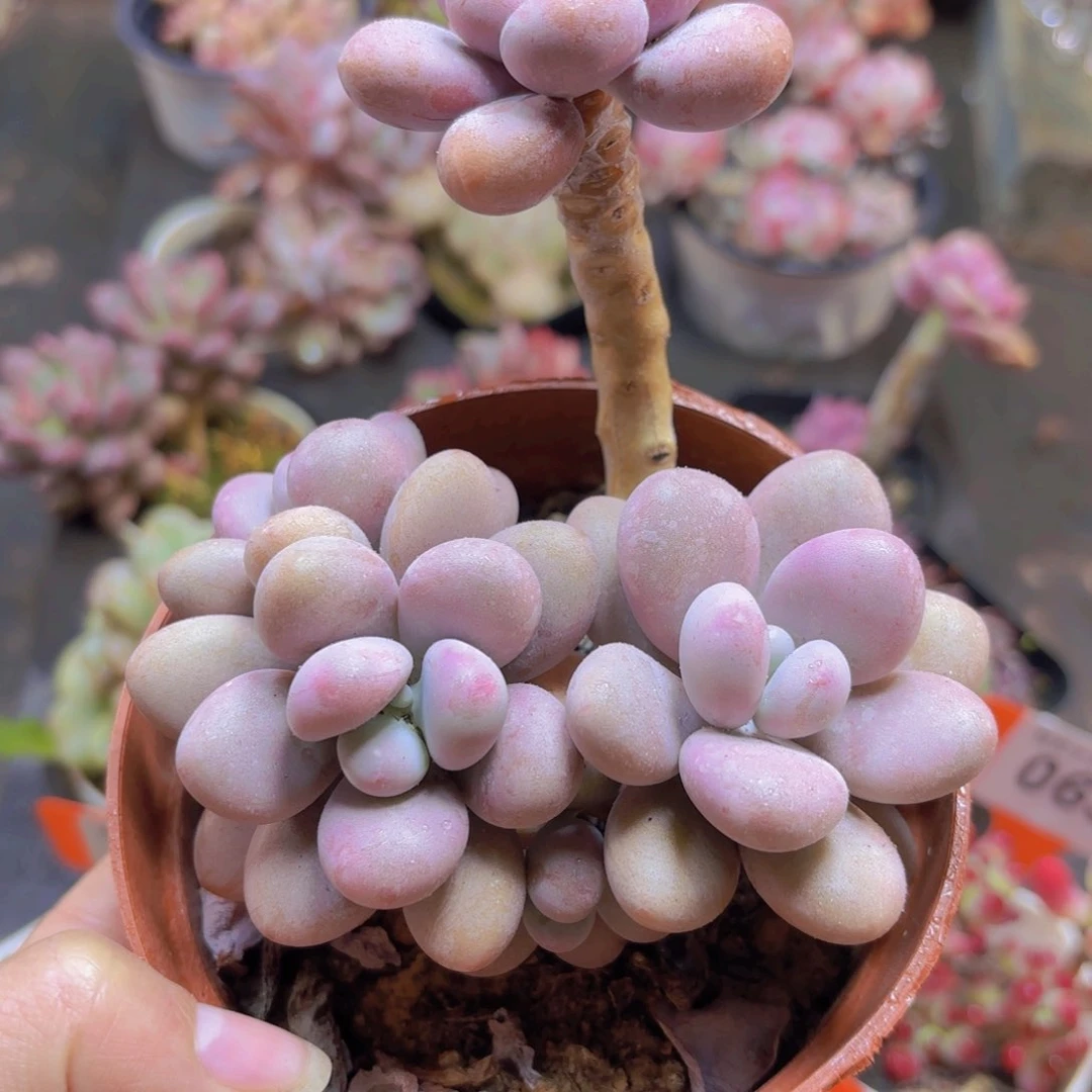 桃蛋多肉植物