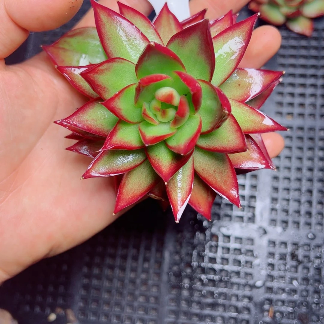 8882号惊鸿仙子11cm