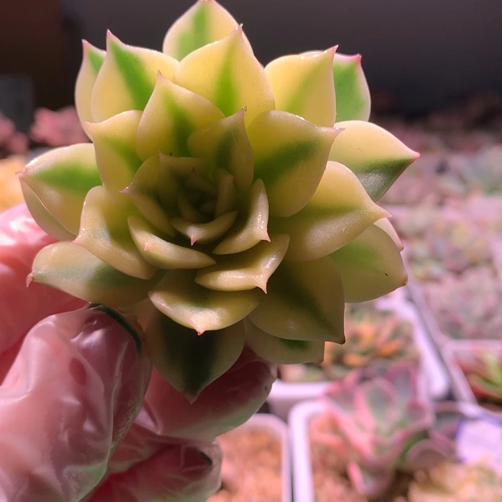 艾莉卡，宽边，锦哥多肉