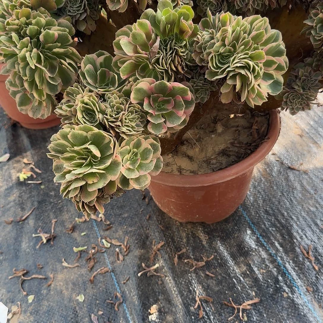 梅***。无花朵粉女巫绣花他咯哦哦