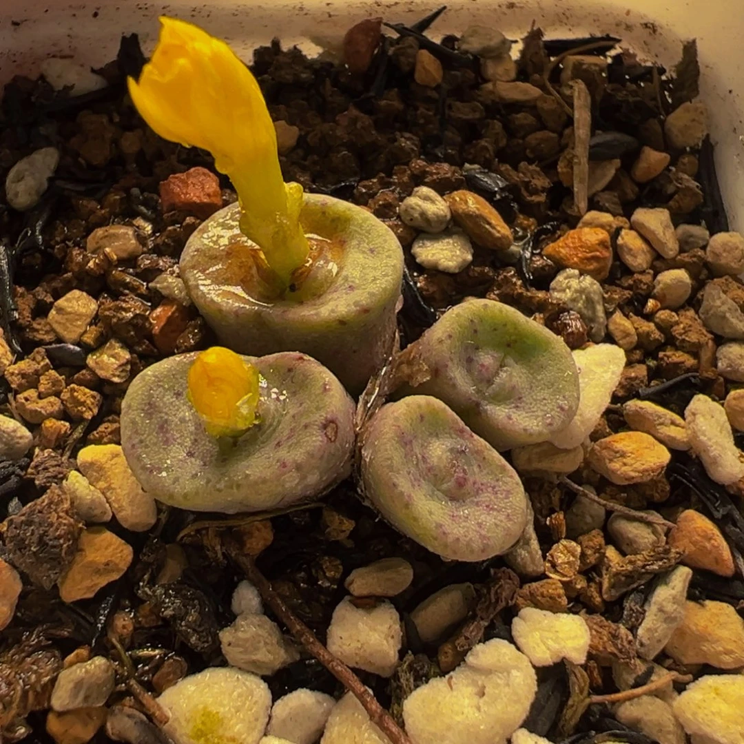 152多肉植物种类多样
