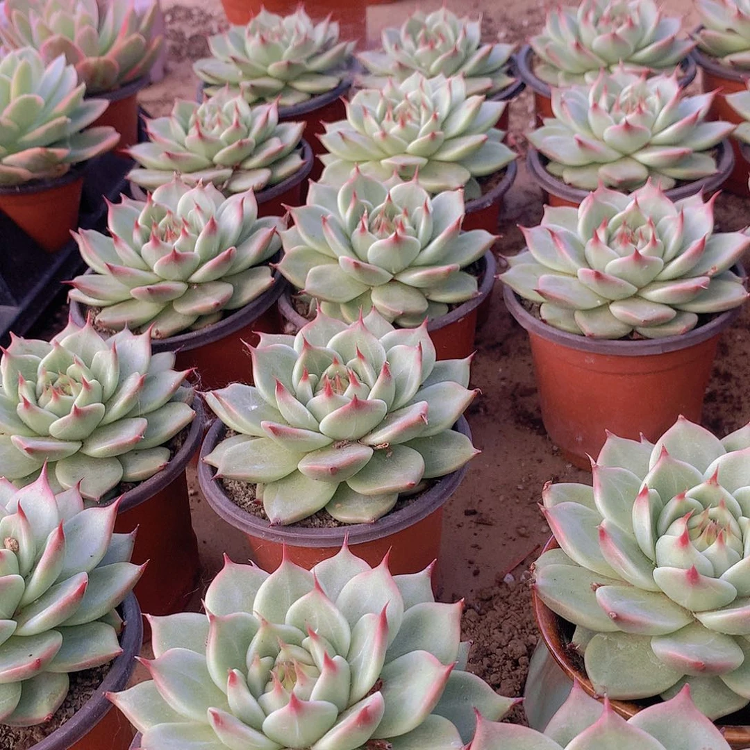 托斯卡内力3467889999