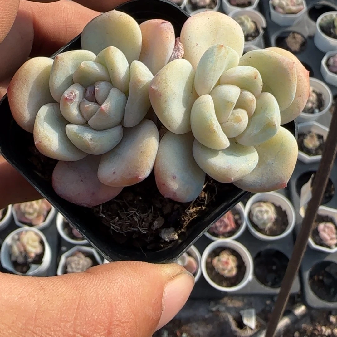 多肉小卡拉米糖心一物一拍