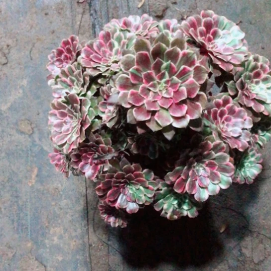 子***渝无花朵同花顺法师多肉植物38号