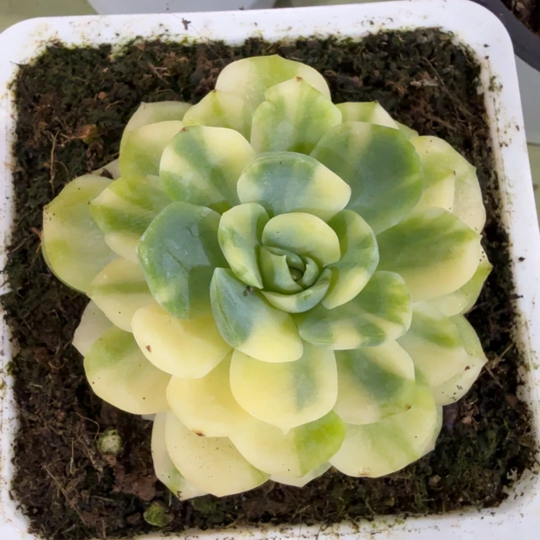 冰梅锦锦上园艺一物一拍