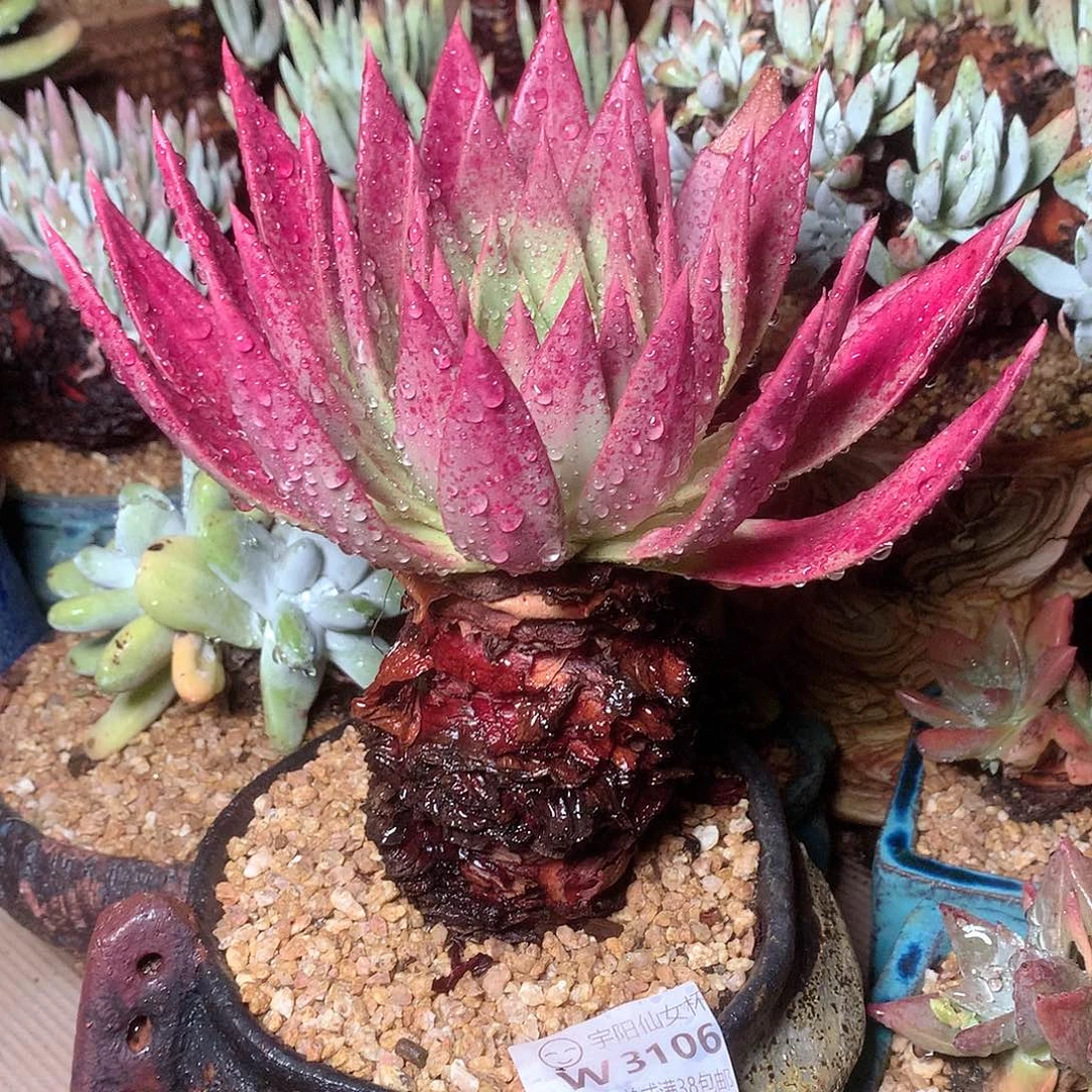 3106坎黛拉贝若仙女杯