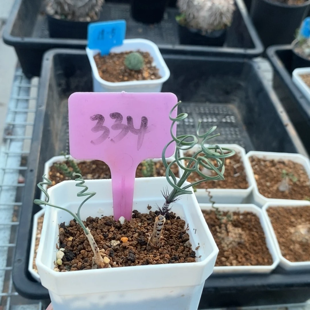 双头gv弹簧草多肉植物