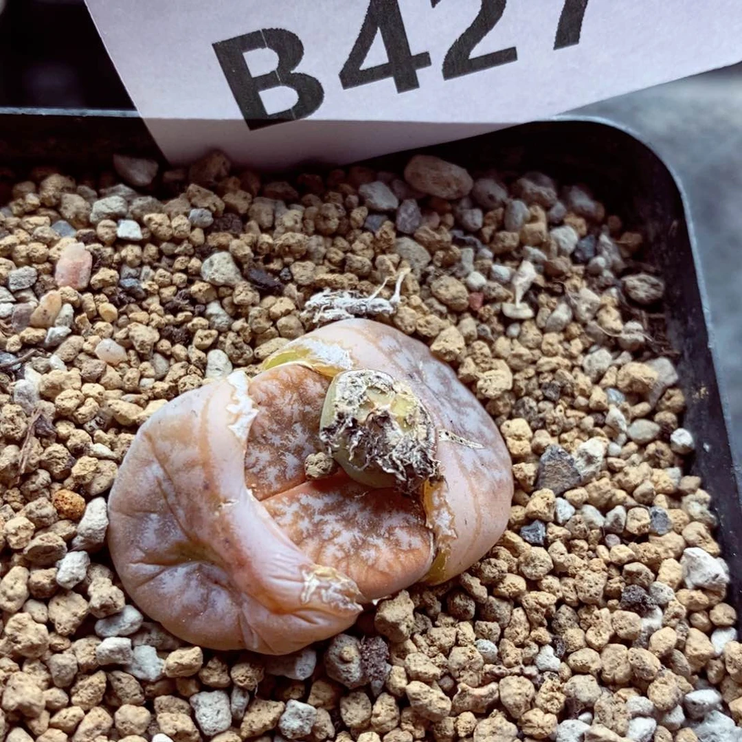 我的小姐姐们都是我的427