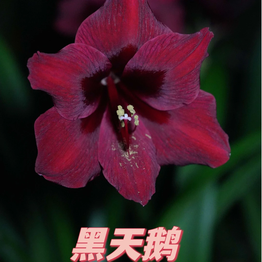 朱顶红  黑天鹅 种球 包对版