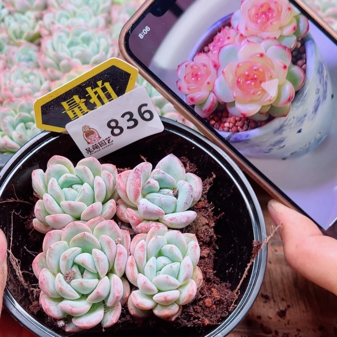 多肉植物多肉植物