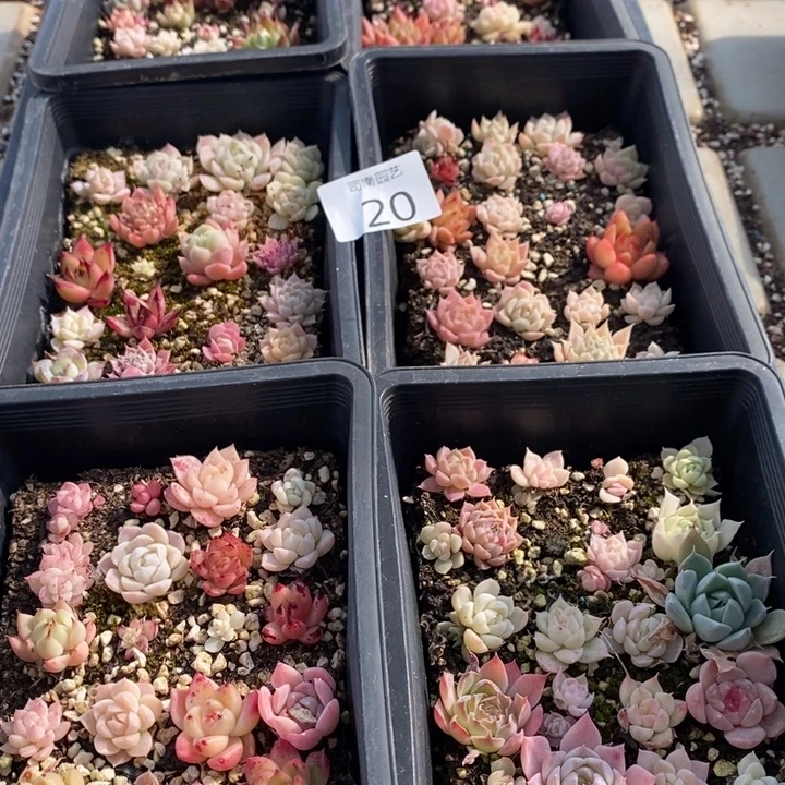 20 多肉植物盆栽植物