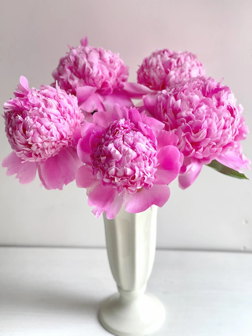 蓝富士芍药-重瓣粉芍药阴凉处养护不醒花怕热怕风发货根部不包水