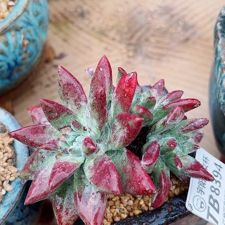 8394刘丹苹果叶仙女杯多肉