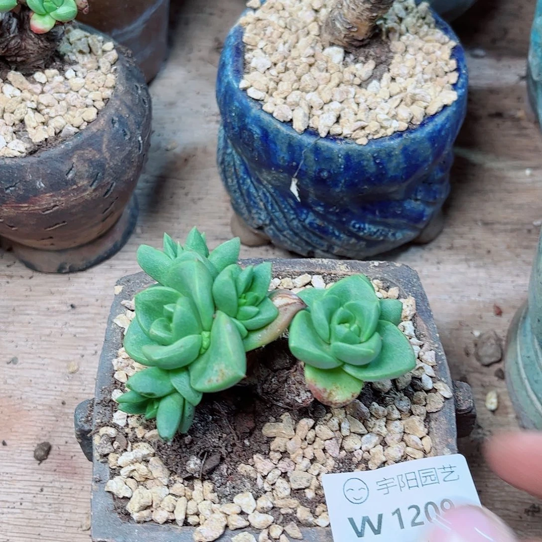 1209青冈苹果也多肉