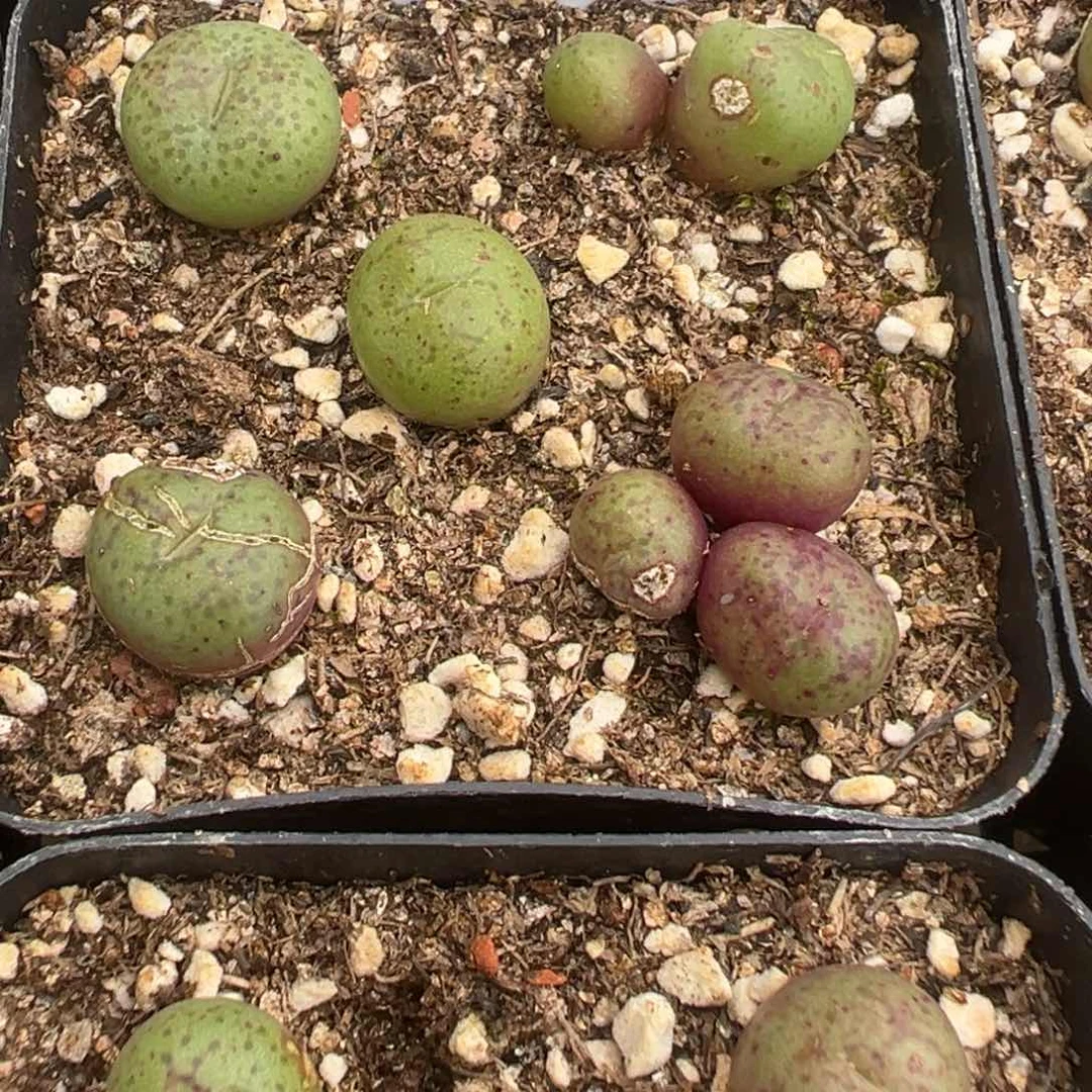 18-99猴脸多肉植物，