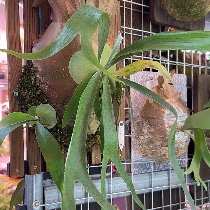 完全开放成株立叶绿加公主皇冠鹿角蕨