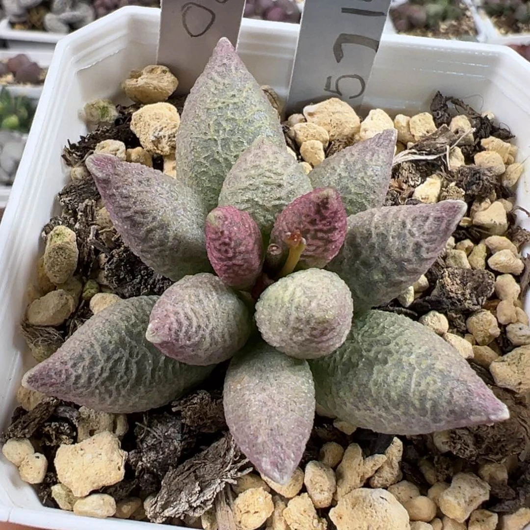 手捧花造型满纹冰晶纹路款实生新品