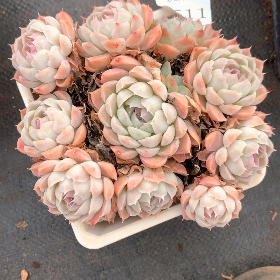 云*朵6511不包掉头整散不售后