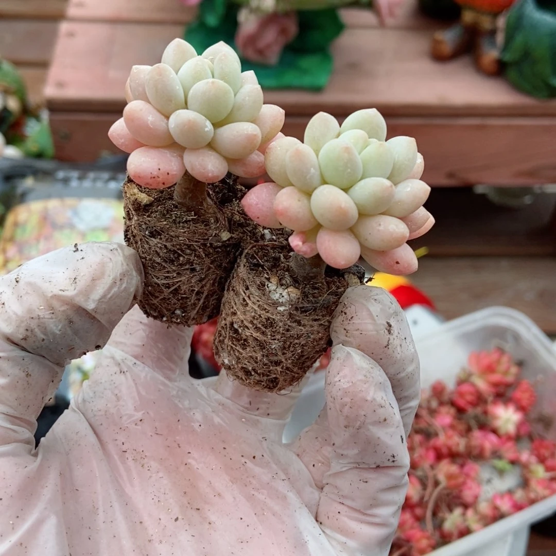 洛可可50颗植物好看的