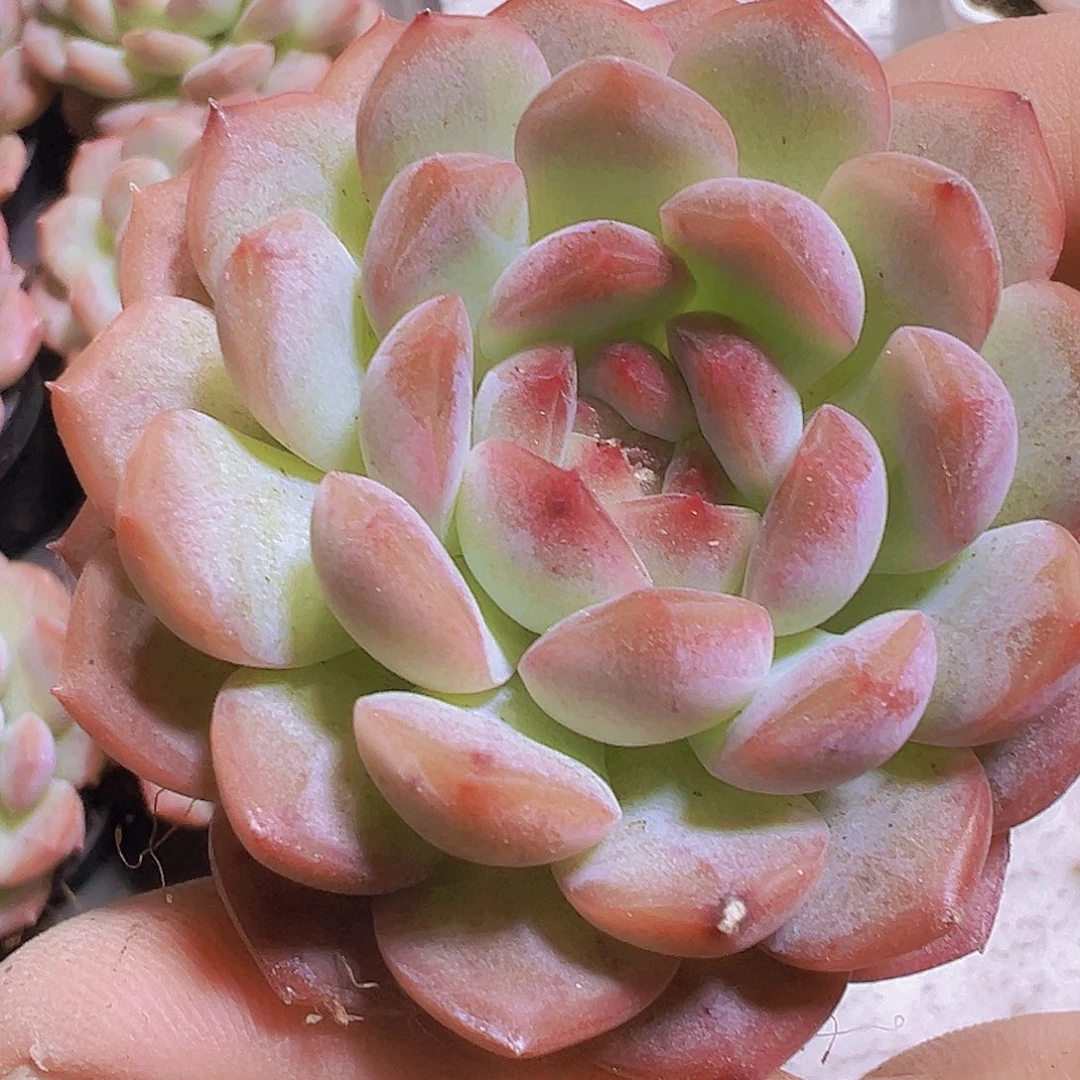 5厘米盆琴心19包多肉植物