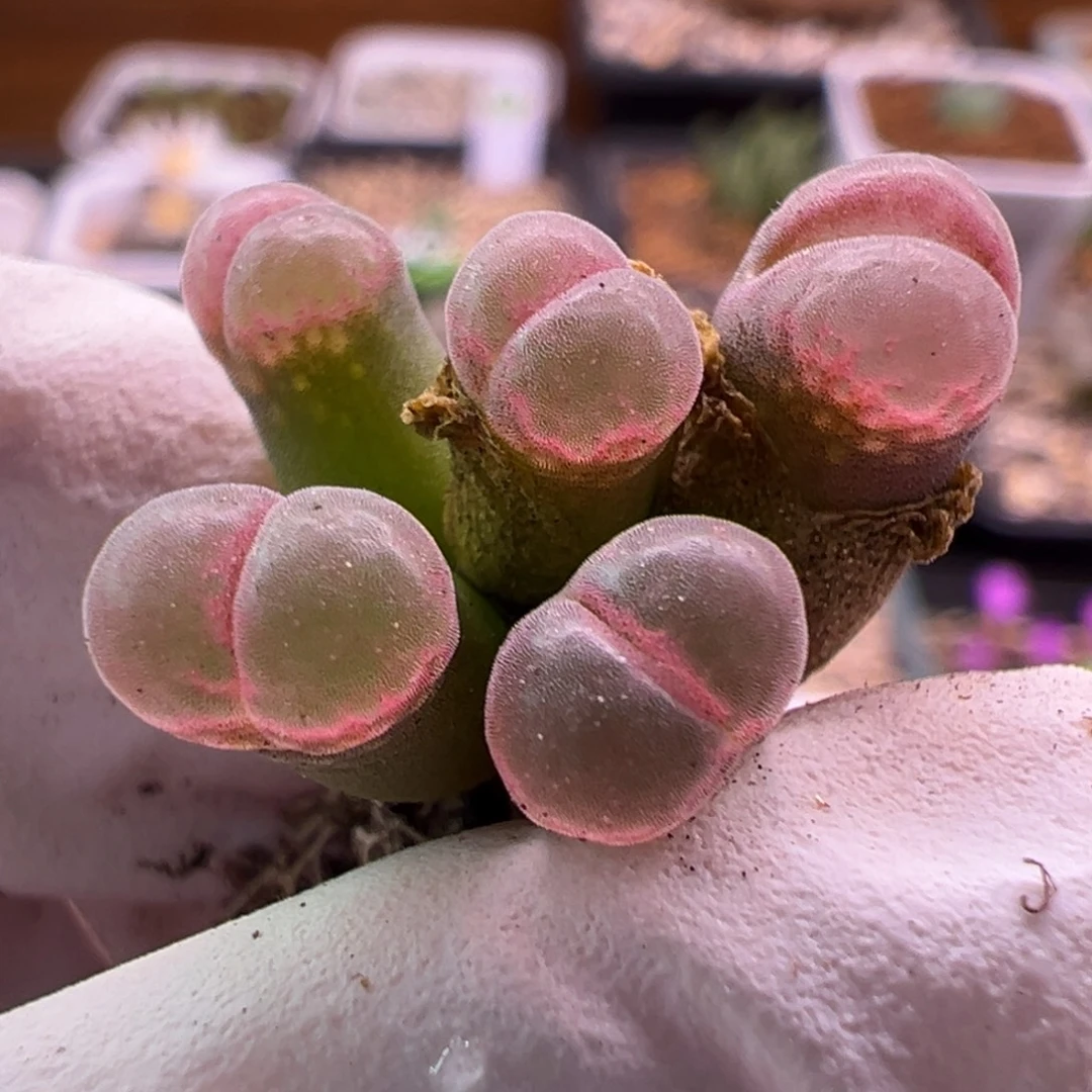 5头荧光粉特特特特特特特