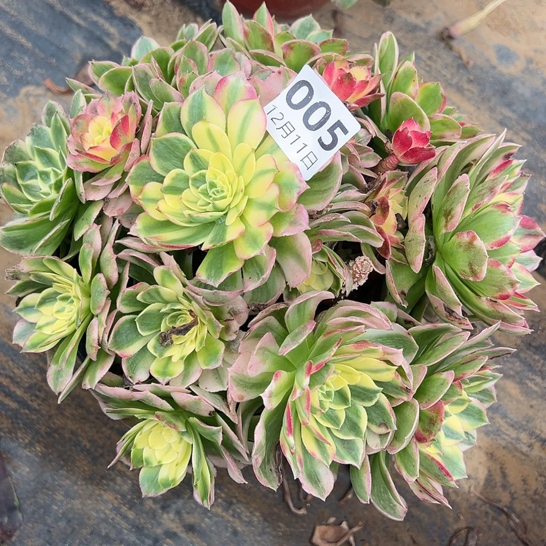 12.11-5海仙多肉植物