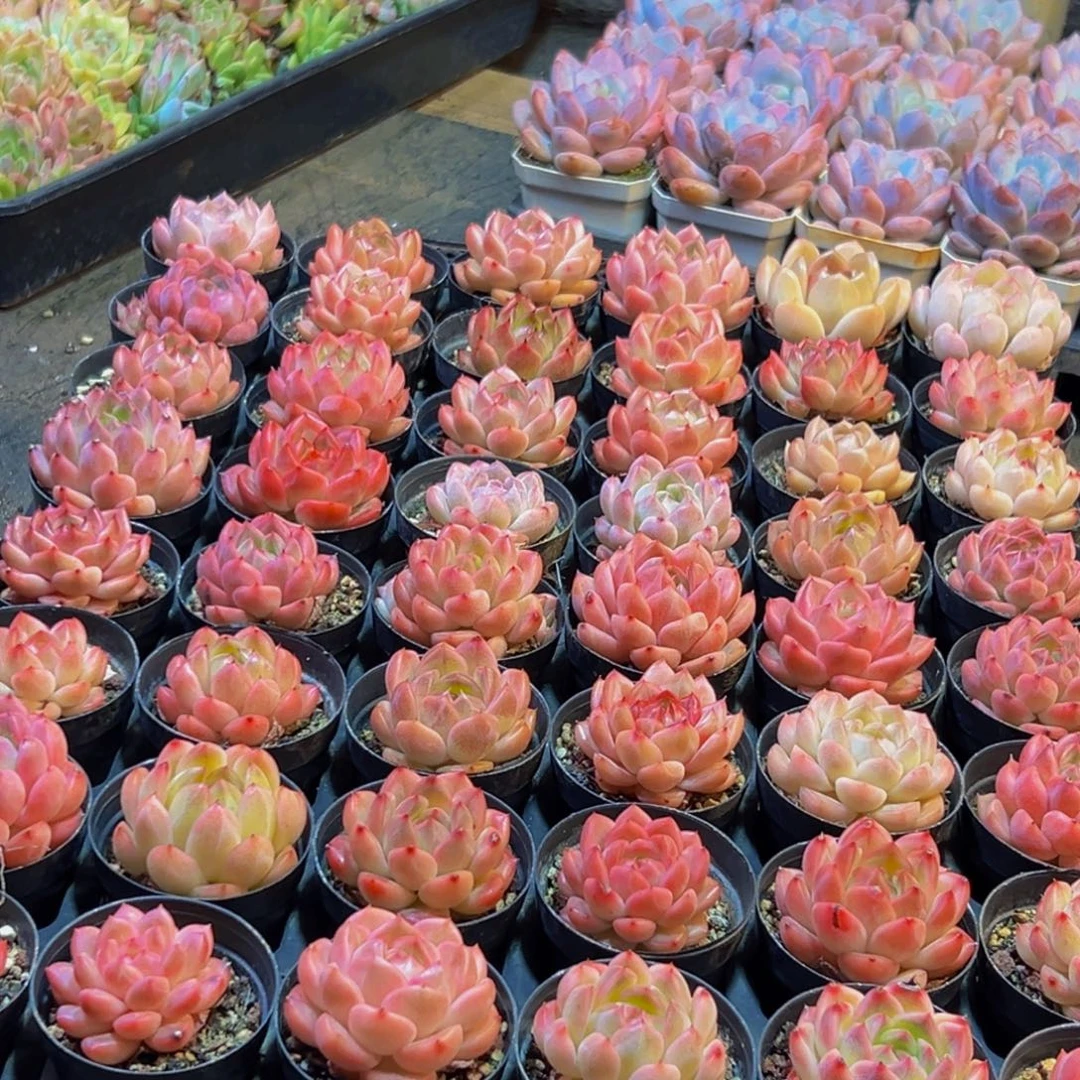 728多肉葡萄的价格是多少呢笑而不