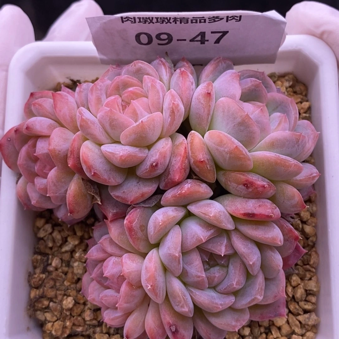 【闪购商品】09-47