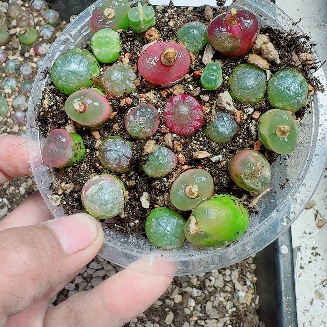 124多肉植物多肉植物