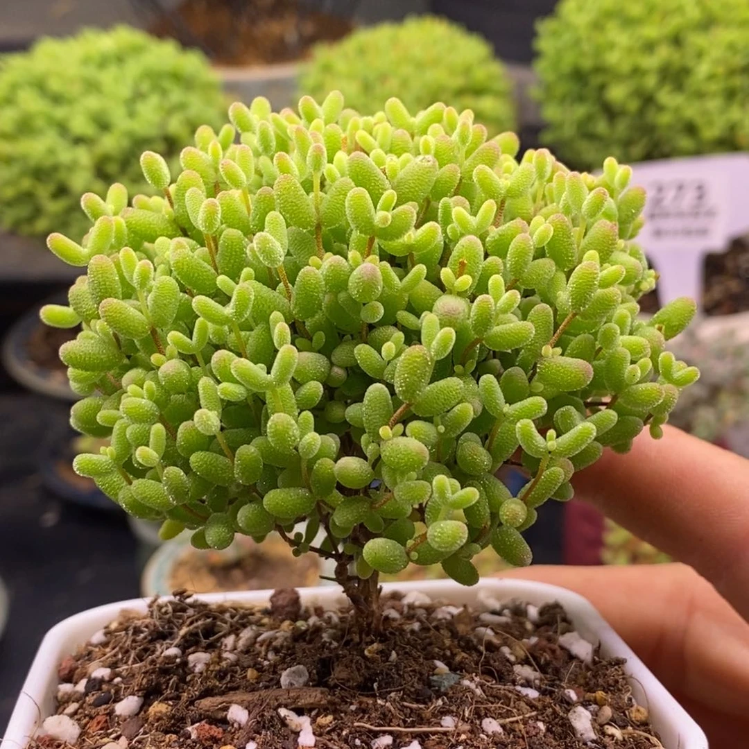 894蜜橘糖球。