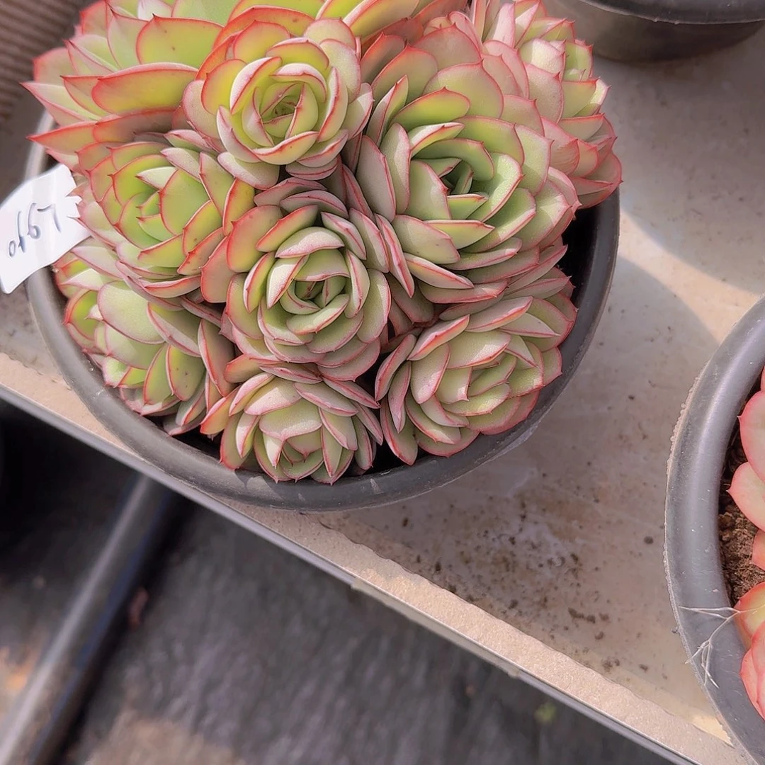 柯*0667牡丹亭多肉