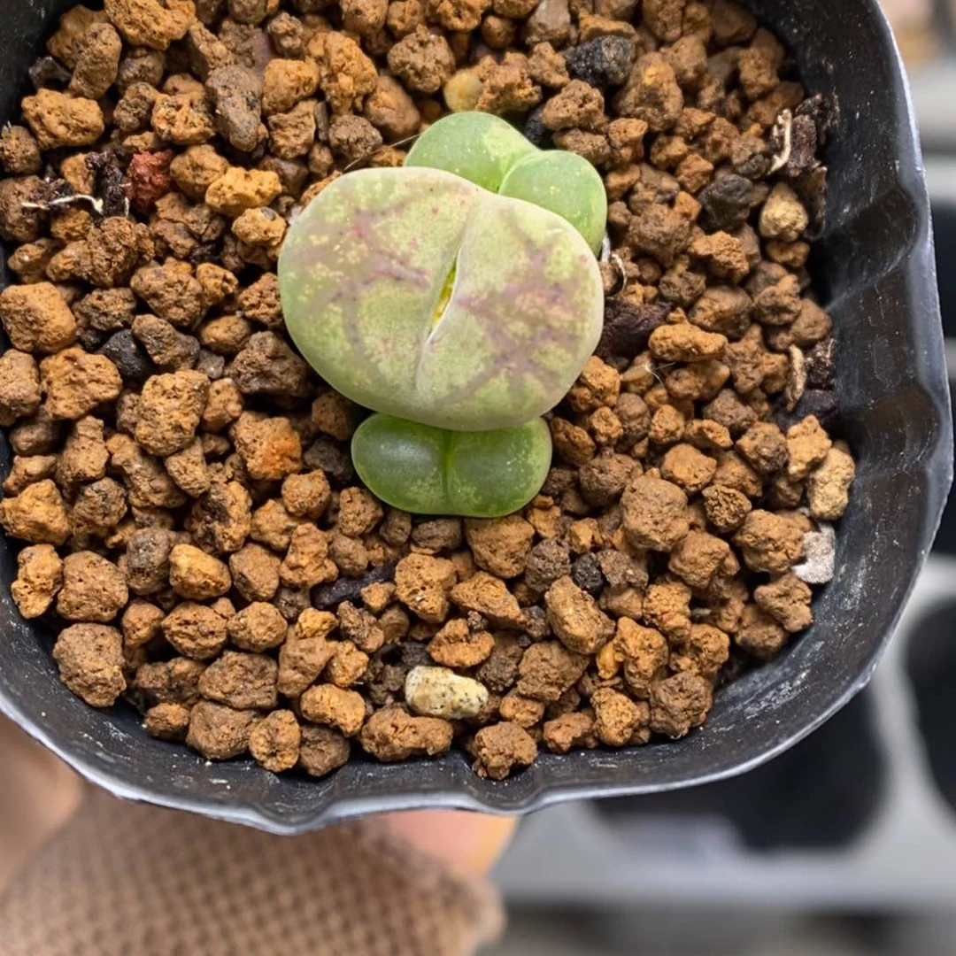 多肉植物肉锥杂交K-3608 墨杂 粗纹 黄底