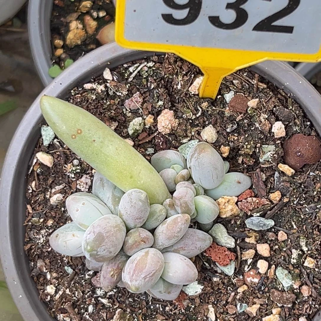 多肉植物企鹅群932
