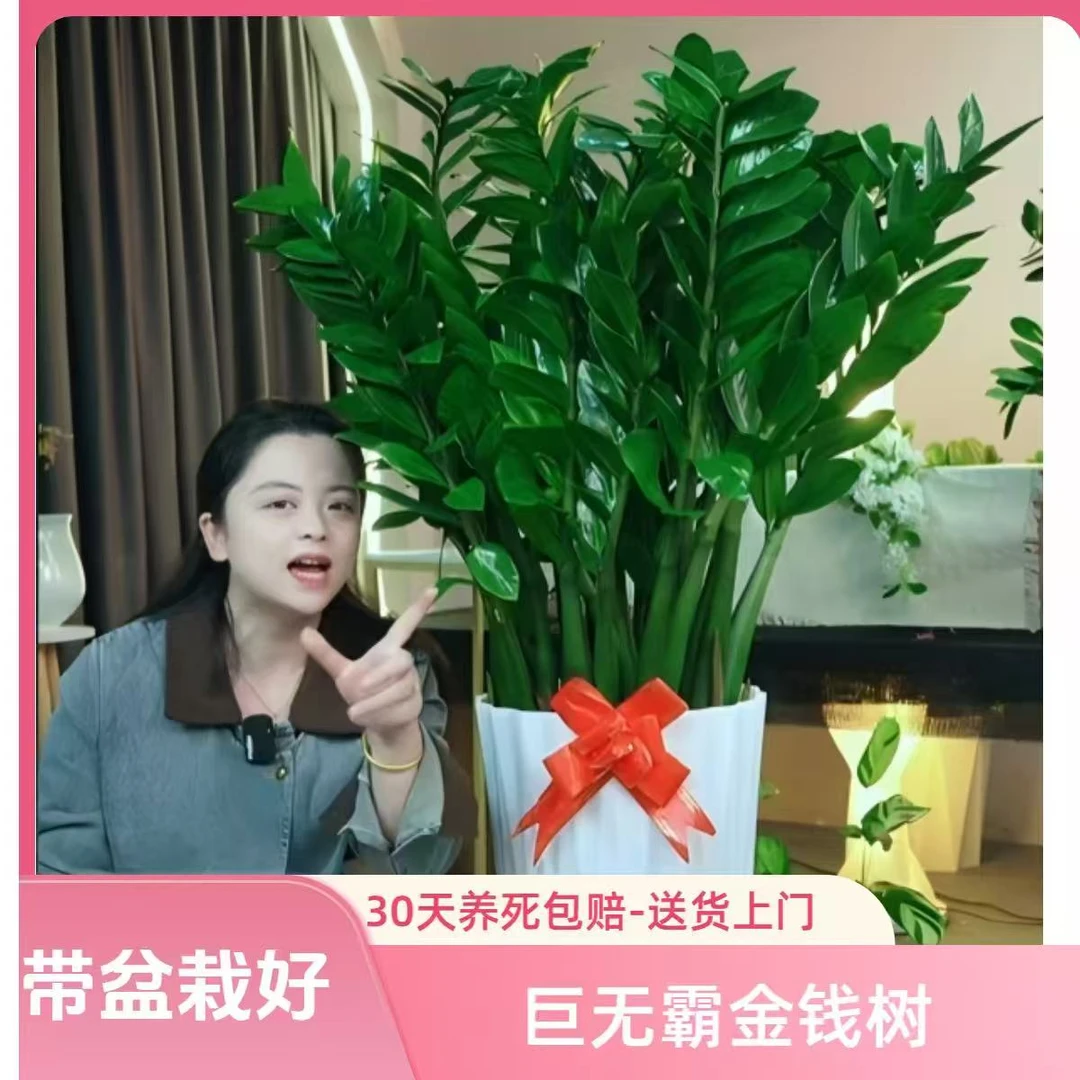 1.2-1.4米巨型金钱树盆栽室内客厅办公室净化空气四季常青绿植