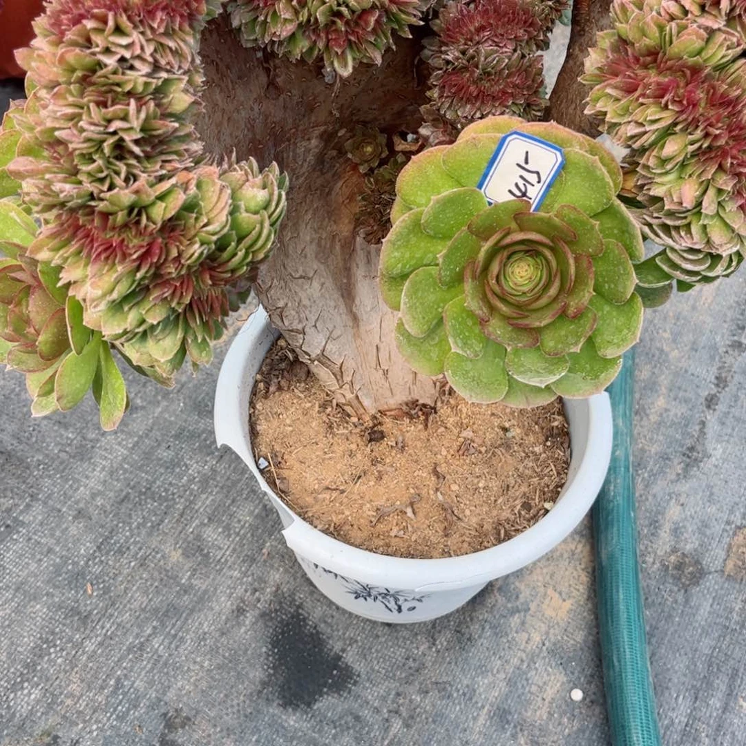 多肉植物415号多肉植物