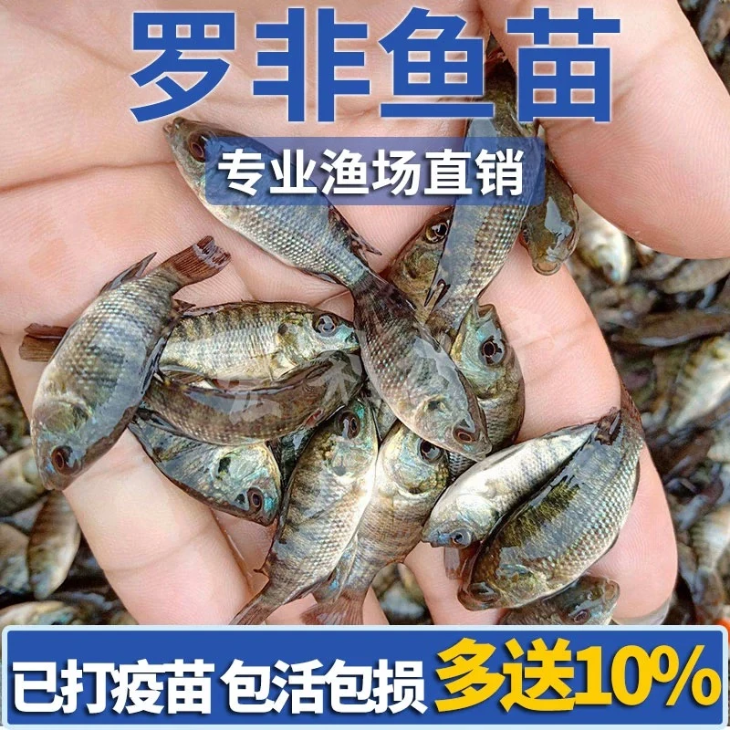 淡水青罗非鱼苗宝路脆肉罗非鱼福寿鱼海南一号罗非鱼观赏活体
