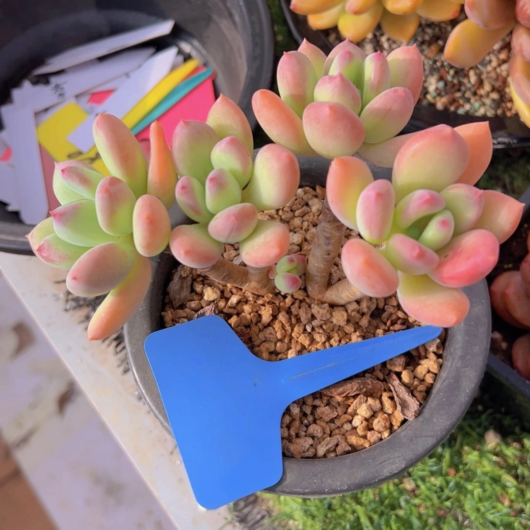 香玉的故事是一个人的故事