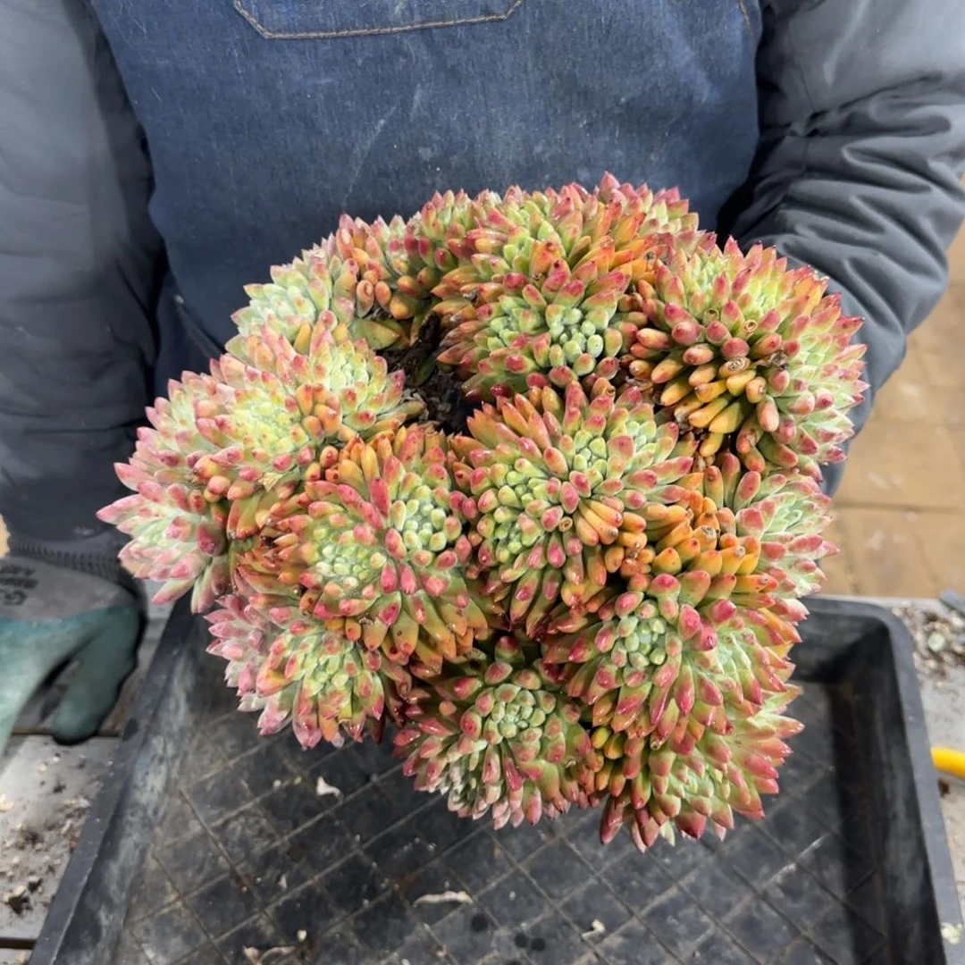 预*250313310多肉植物预定