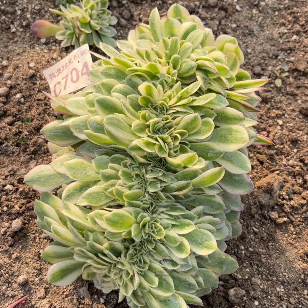 704多肉植物荔枝缀化