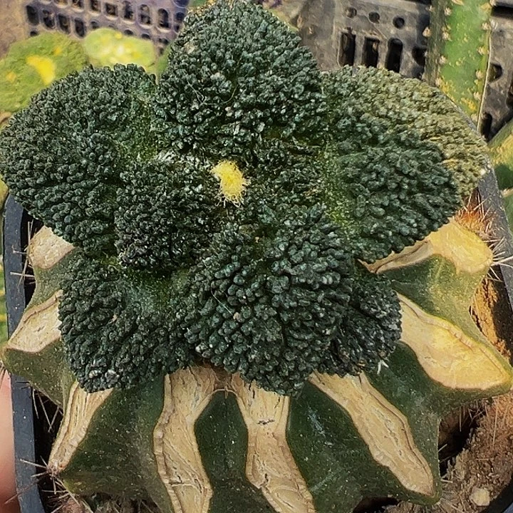 无花朵无毛大尤细密尤菜花牡丹600