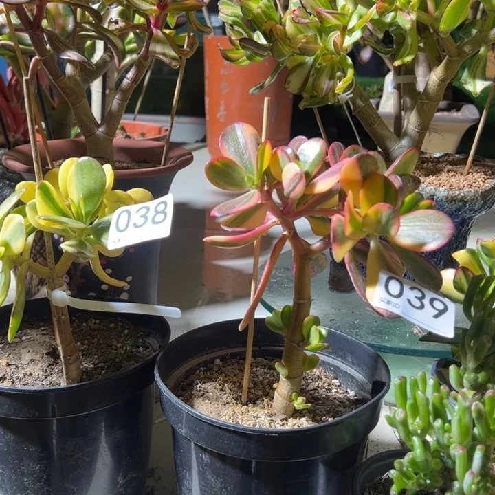 鹏038039老花脱土发货