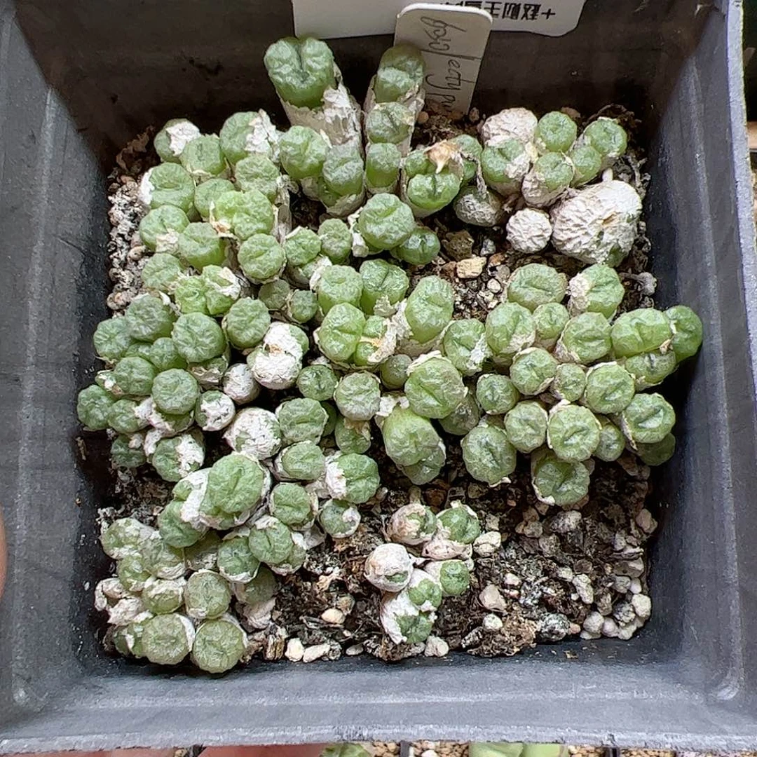 【闪购商品】23 清盒