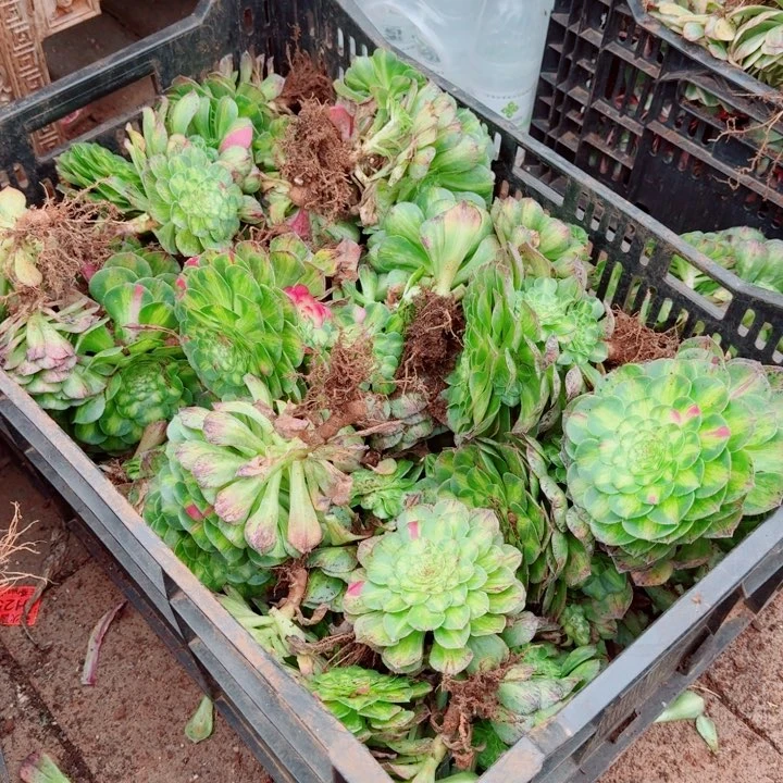 知否带跟的9.9的