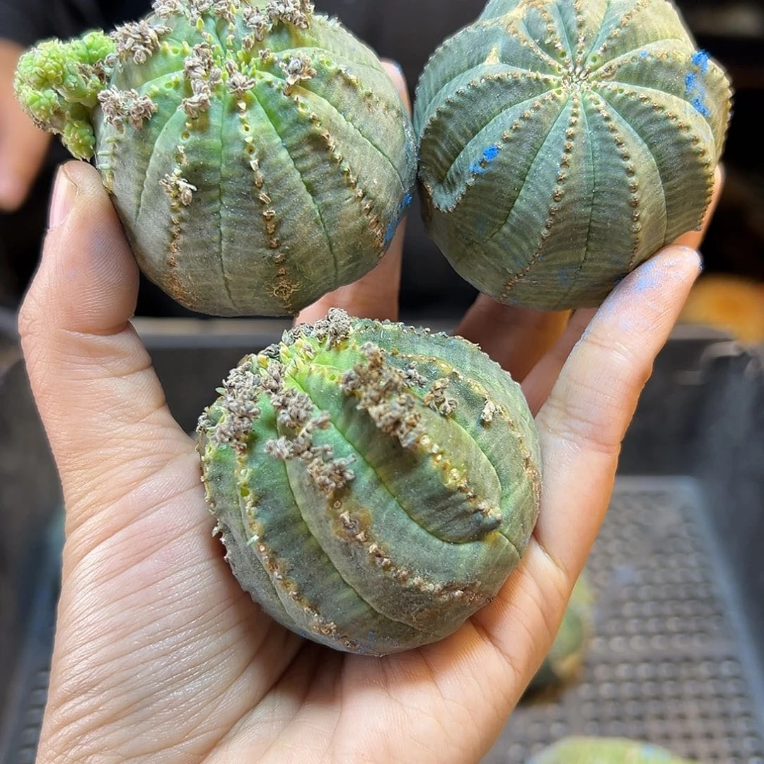 苗接欧布1颗5公分无根底朝上晾28天